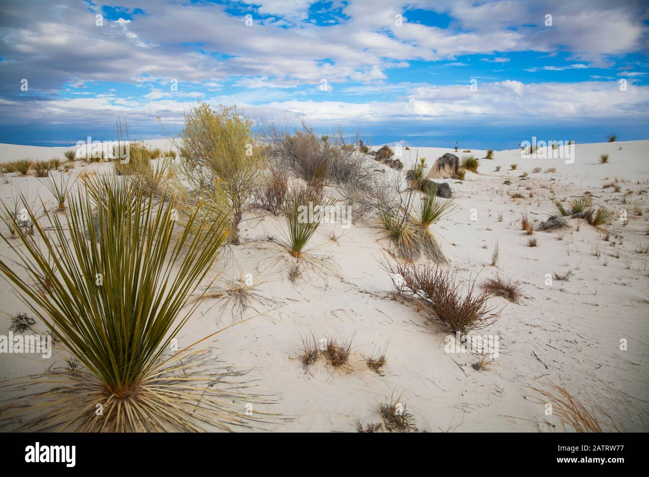 Wüstenpflanzen im White Sands National Monument; Alamogordo, New Mexico, Vereinigte Staaten von Amerika Stockfoto