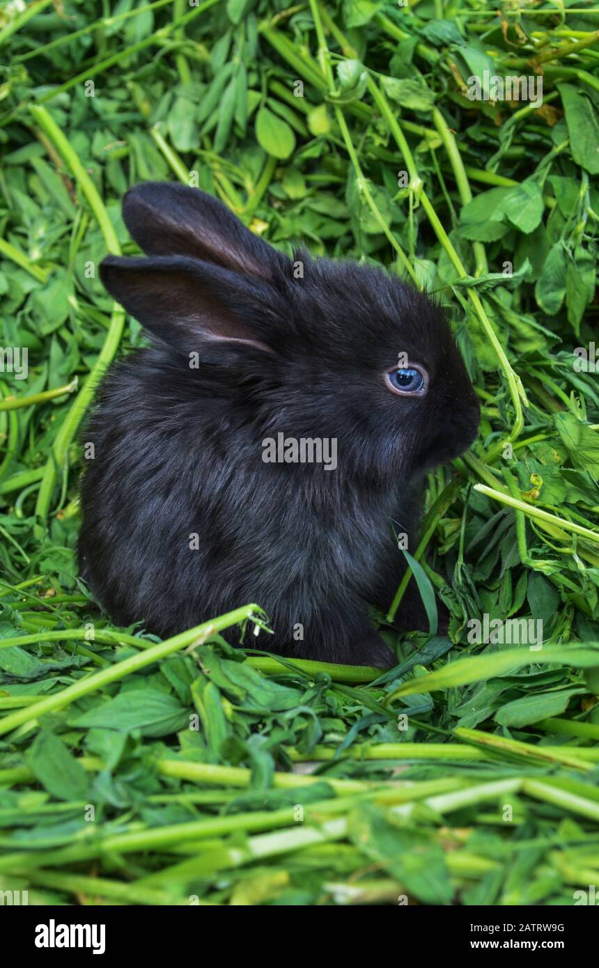 Schwarzes Kaninchen verliert sich. Junge, niedliche Häschen mit flauschigen Haaren. Stockfoto