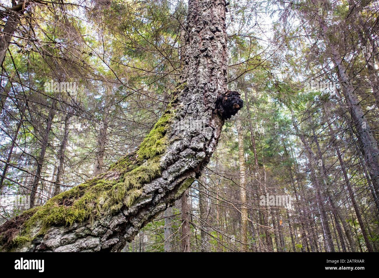 Chaga Pilz auch bekannt als Inonotus obliquus aus einer Birke Baumstamm im Sommer wachsen. Chaga ist für natürliche pflanzliche Heilmittel verwendet. Stockfoto