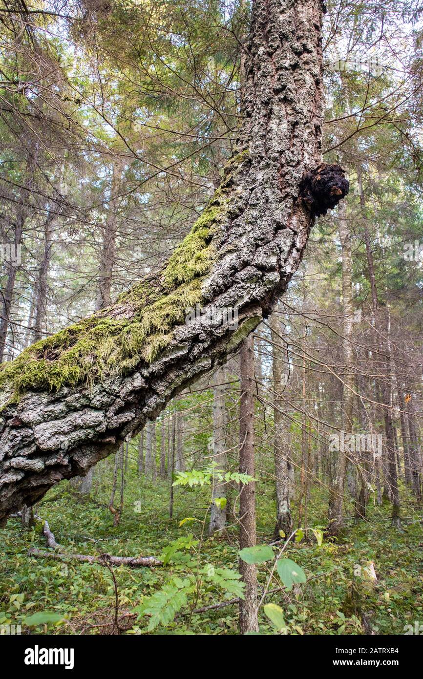 Chaga Pilz auch bekannt als Inonotus obliquus aus einer Birke Baumstamm im Sommer wachsen. Chaga ist für natürliche pflanzliche Heilmittel verwendet. Stockfoto