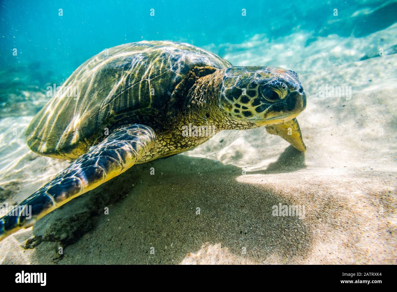 Eine vom Aussterben bedrohte Grüne Meeresschildkröte (Chelonia mydas) Schwimmt unter Wasser in Maui entlang des Sandbodens auf der Suche nach Essen Stockfoto