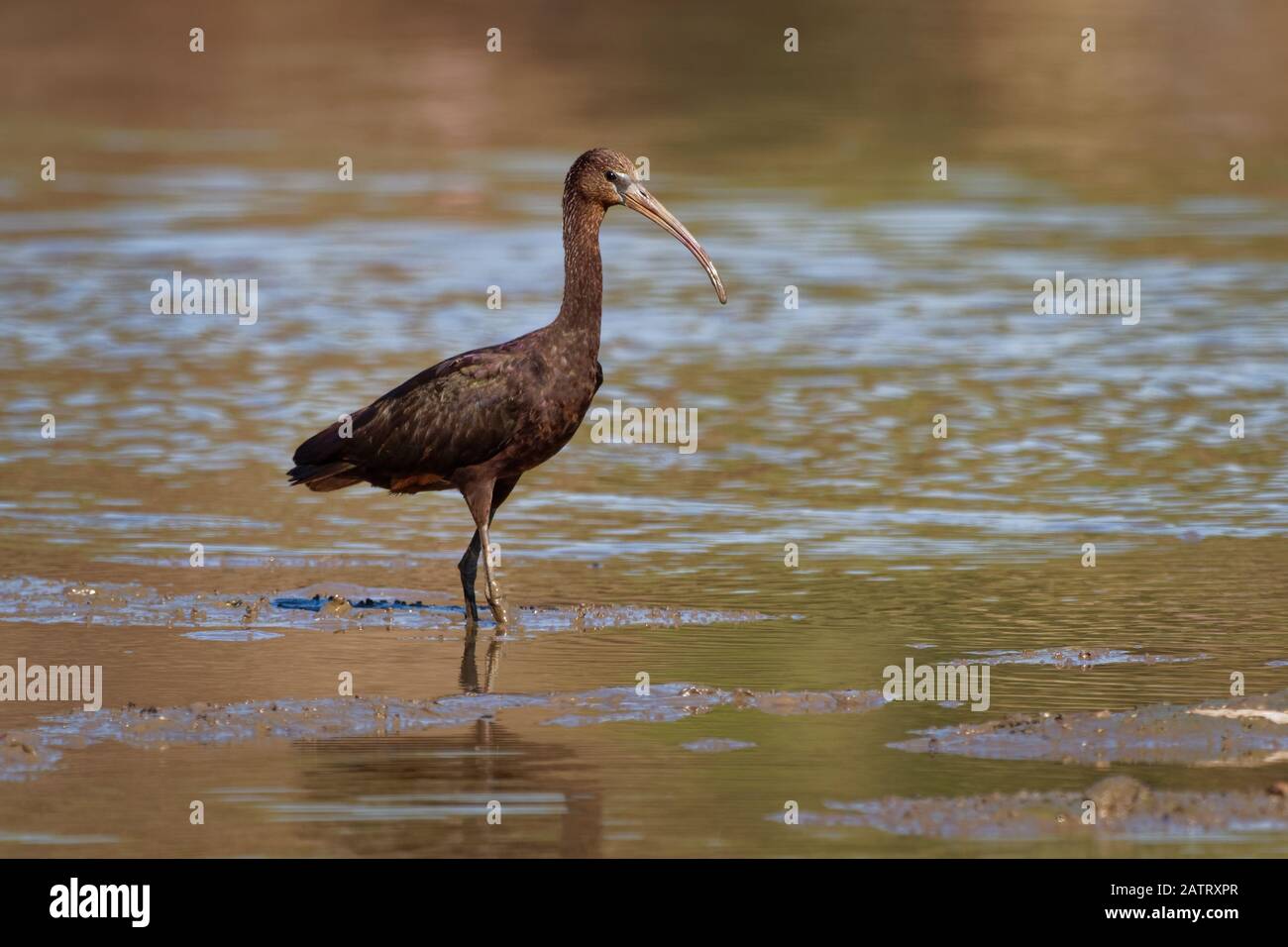 Glossy Ibis - Plegadis falcinellus ist ein Planschbecken Vogel in der ibis Familie Threskiornithidae, Ufer Vogel mit einem langen Schnabel im Wasser, roter Hintergrund durin Stockfoto