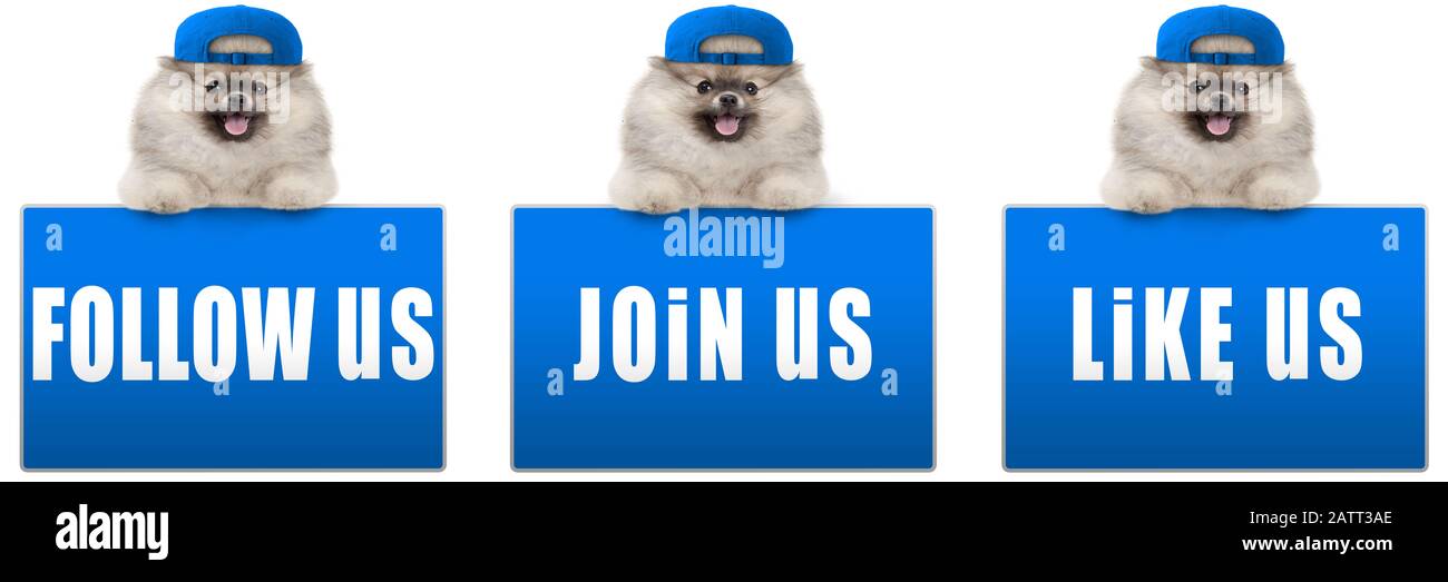 Süßer pomeranischer Hund mit blauer Kappe, mit Pfoten auf blauem Social Media Schild mit Text, folgen Sie uns, wie wir und schließen Sie uns an, isoliert auf weißem Hintergrund, Stockfoto