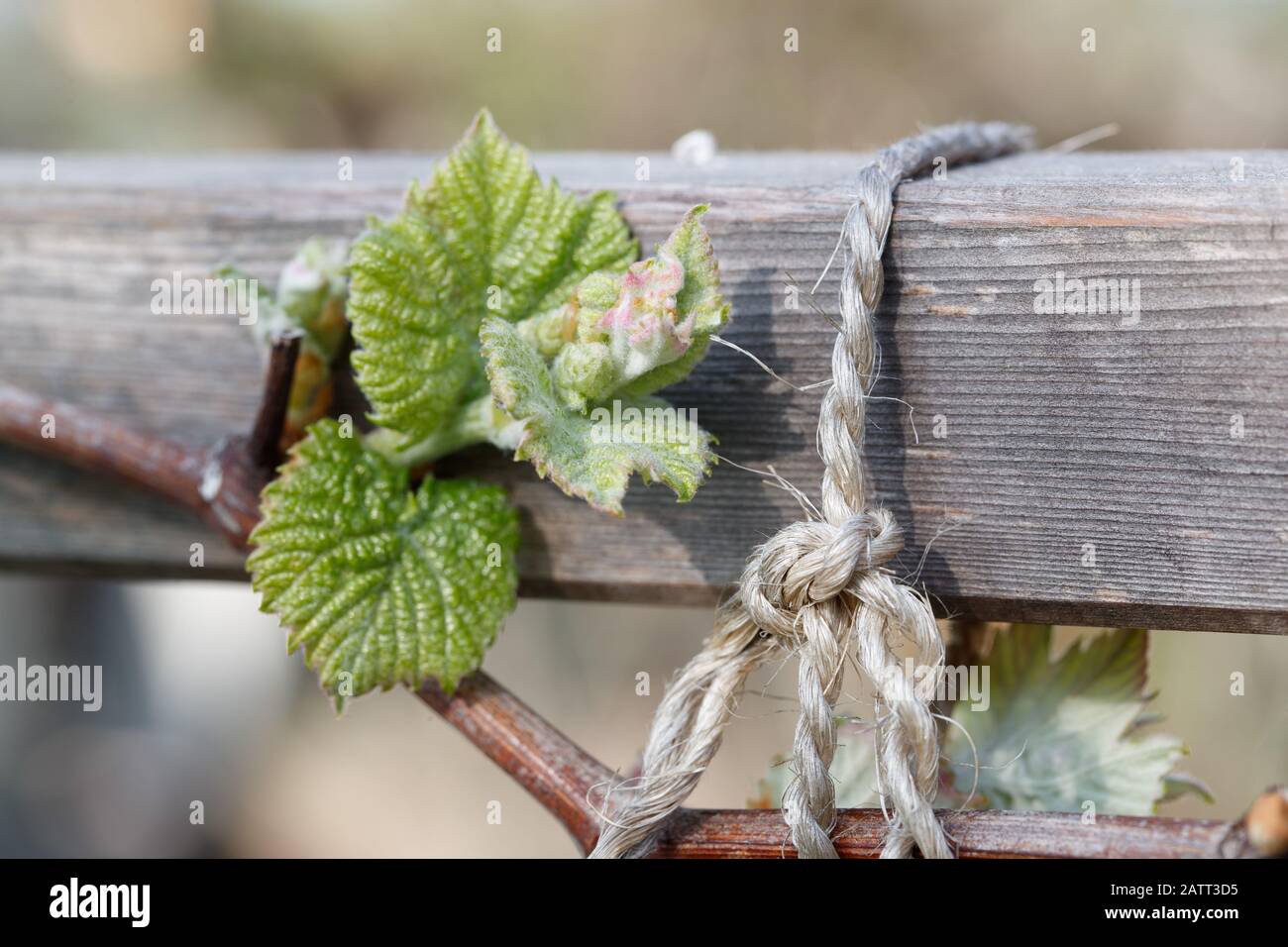 Nahaufnahme des Traubenzweigs (Vitis vinifera), der im Frühjahr mit jungen Blättern an Holzspalier gebunden war Stockfoto