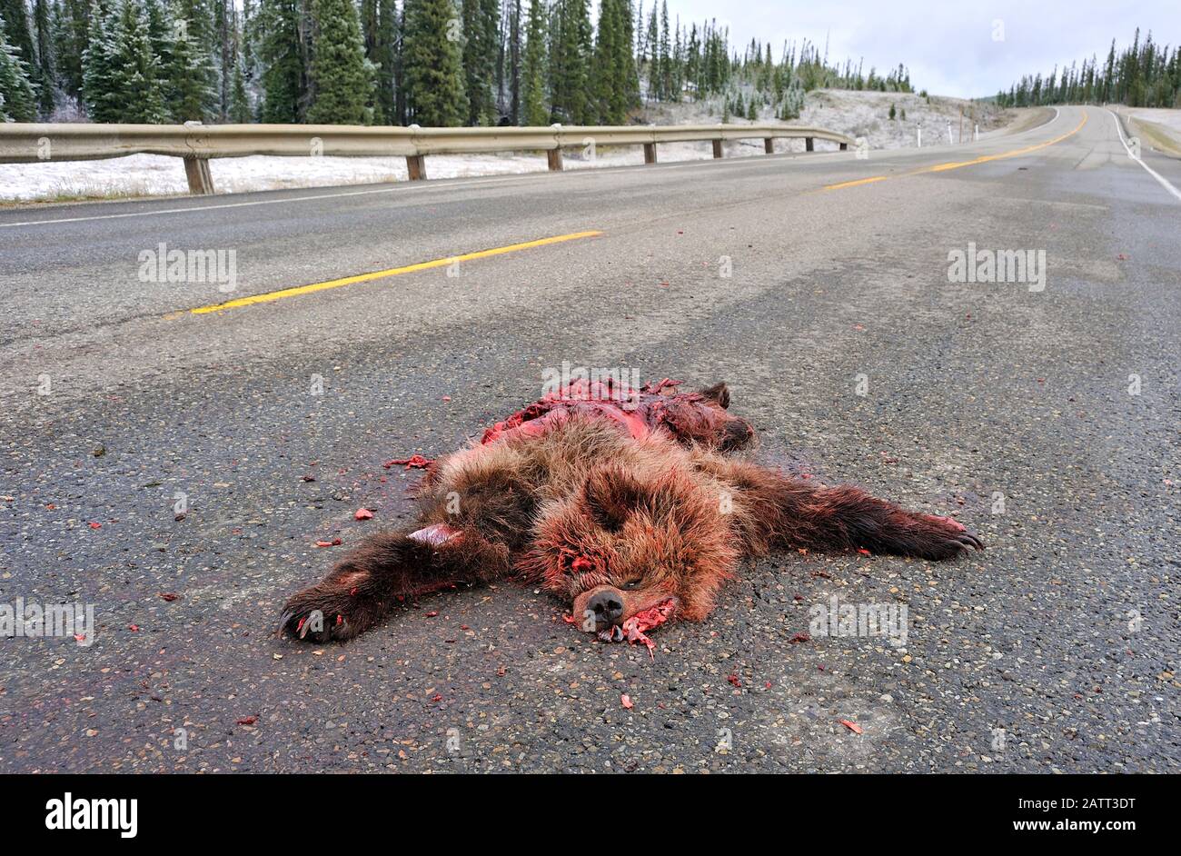 Ein junger Grizzly-Bär "Ursus arctos", getötet und auf dem Highway 40 North in der Nähe von Grand Cache Alberta Canada überfahren Stockfoto