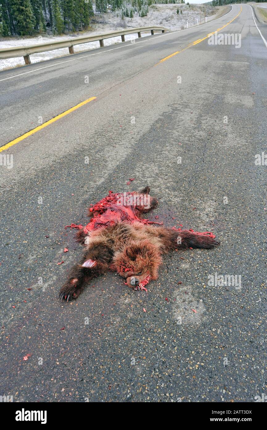 Ein vertikales Bild eines jungen Grizzlybären "Ursus arctos", der von einem Fahrzeug auf dem Highway 40 North in der Nähe von Grande Cache Alberta getötet wurde Stockfoto