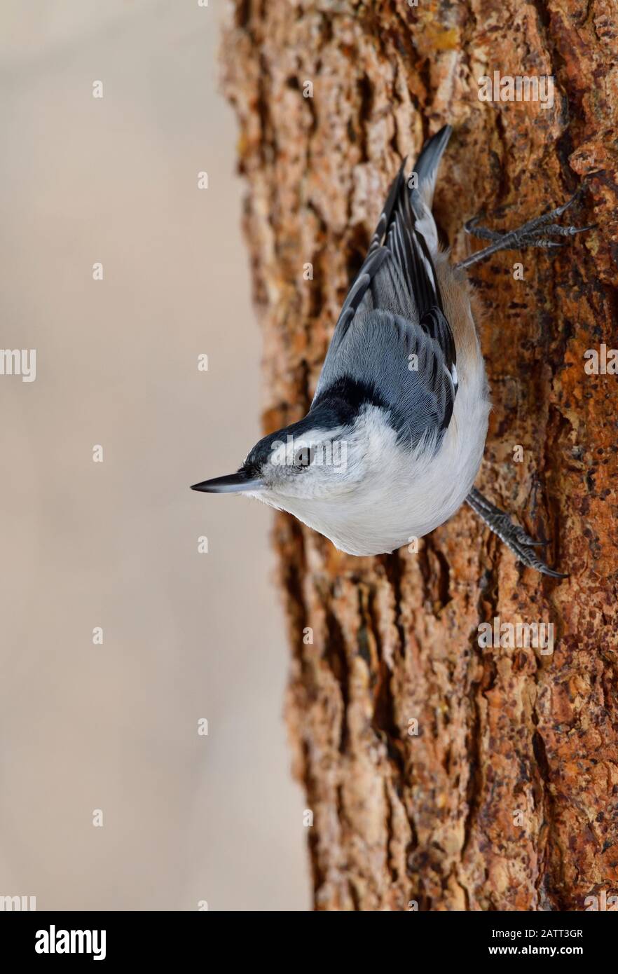 Eine Weiß-brested der Kleiber Übereinkommens carolinensis', Wandern mit der Oberseite nach unten auf eine Spruce Tree Trunk in ländlichen Alberta, Kanada. Stockfoto