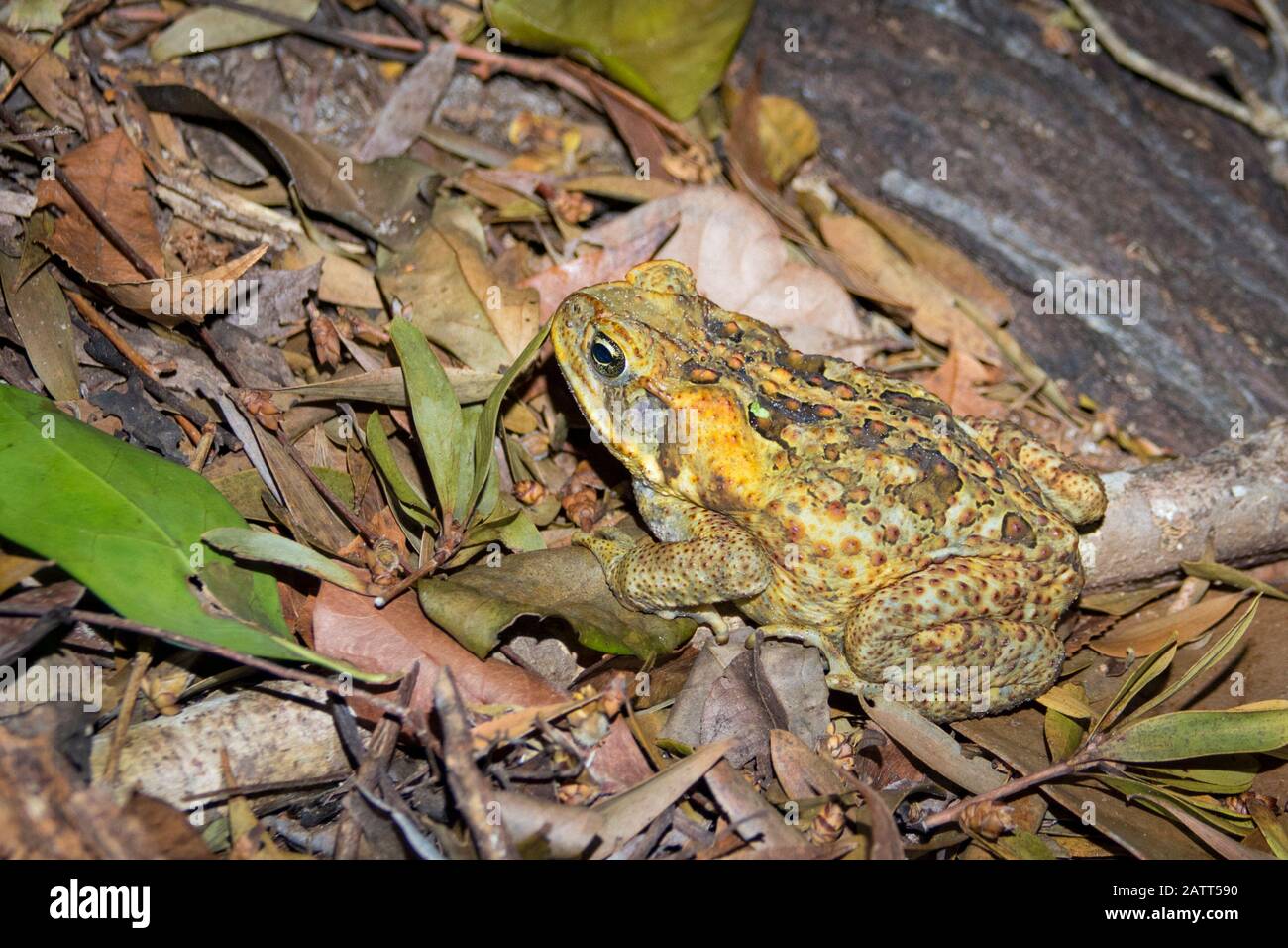 Rohrkröte, Yachthafen Rhinella, riesige neotropische Kröte, Meereskröte, im Regenwald, Kap-York-Halbinsel, Kutini-Payamu-Nationalpark, Iron Range National Stockfoto