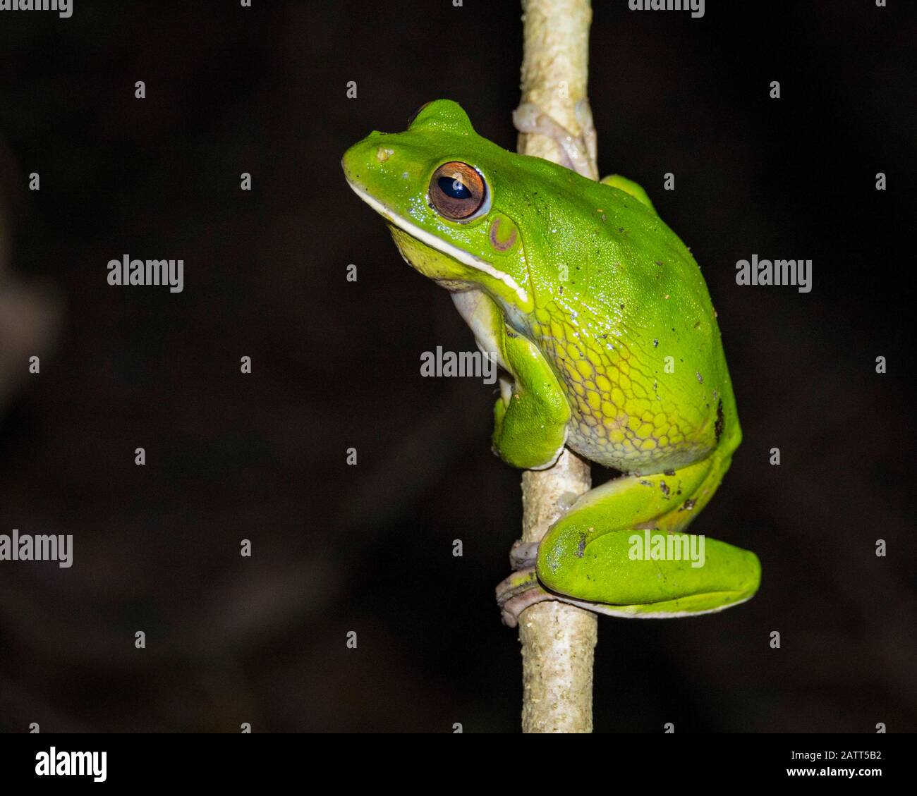 White-Lipped Tree Frog, Litoria Infrafrenata, im Regenwald, Kap-York-Halbinsel, Kutini-Payamu-Nationalpark, Iron Range National Park, Far North Que Stockfoto
