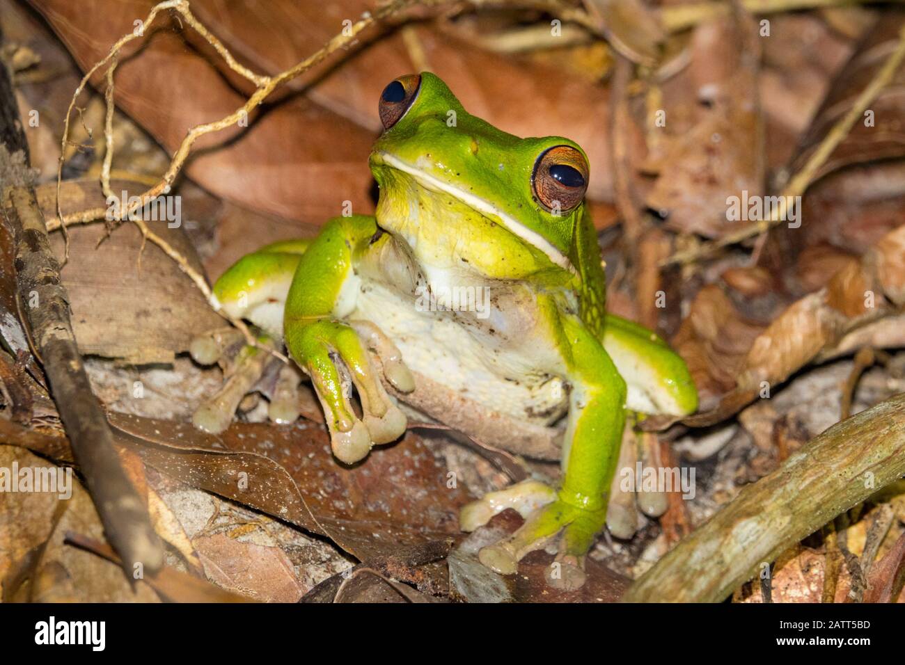White-Lipped Tree Frog, Litoria Infrafrenata, im Regenwald, Kap-York-Halbinsel, Kutini-Payamu-Nationalpark, Iron Range National Park, Far North Que Stockfoto