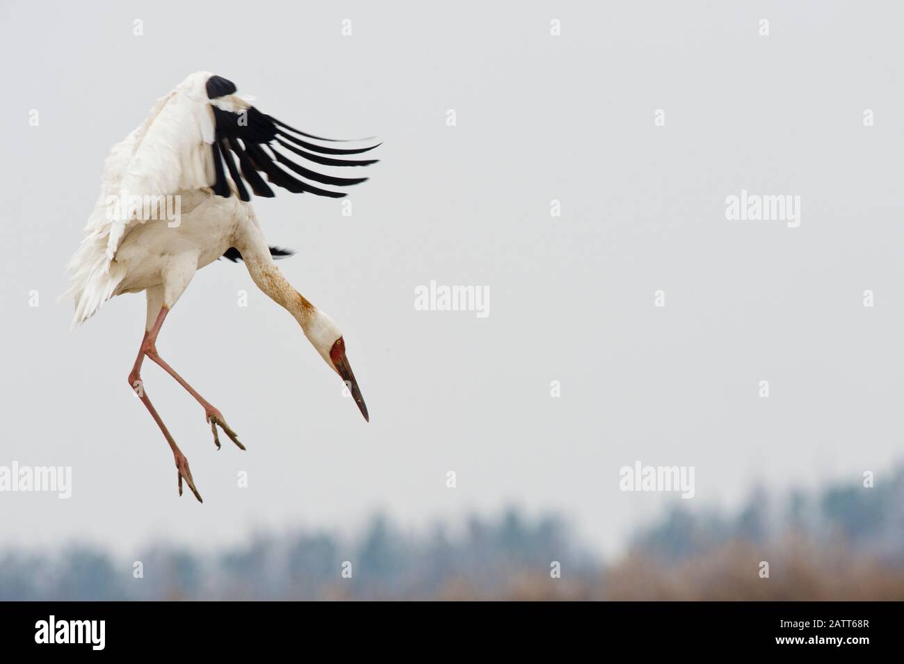 Unreife sibirische Kraniche (Leucogeranus leucogeranus) landen in der Wuxing Farm, Nanchang im Poyang-Seebecken im ostmittelchinesischen Stockfoto