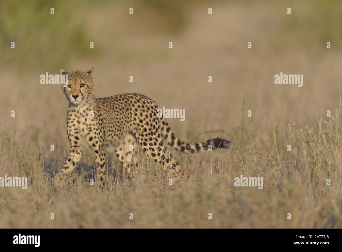 Gepard Kub in der Wildnis Afrikas Stockfoto