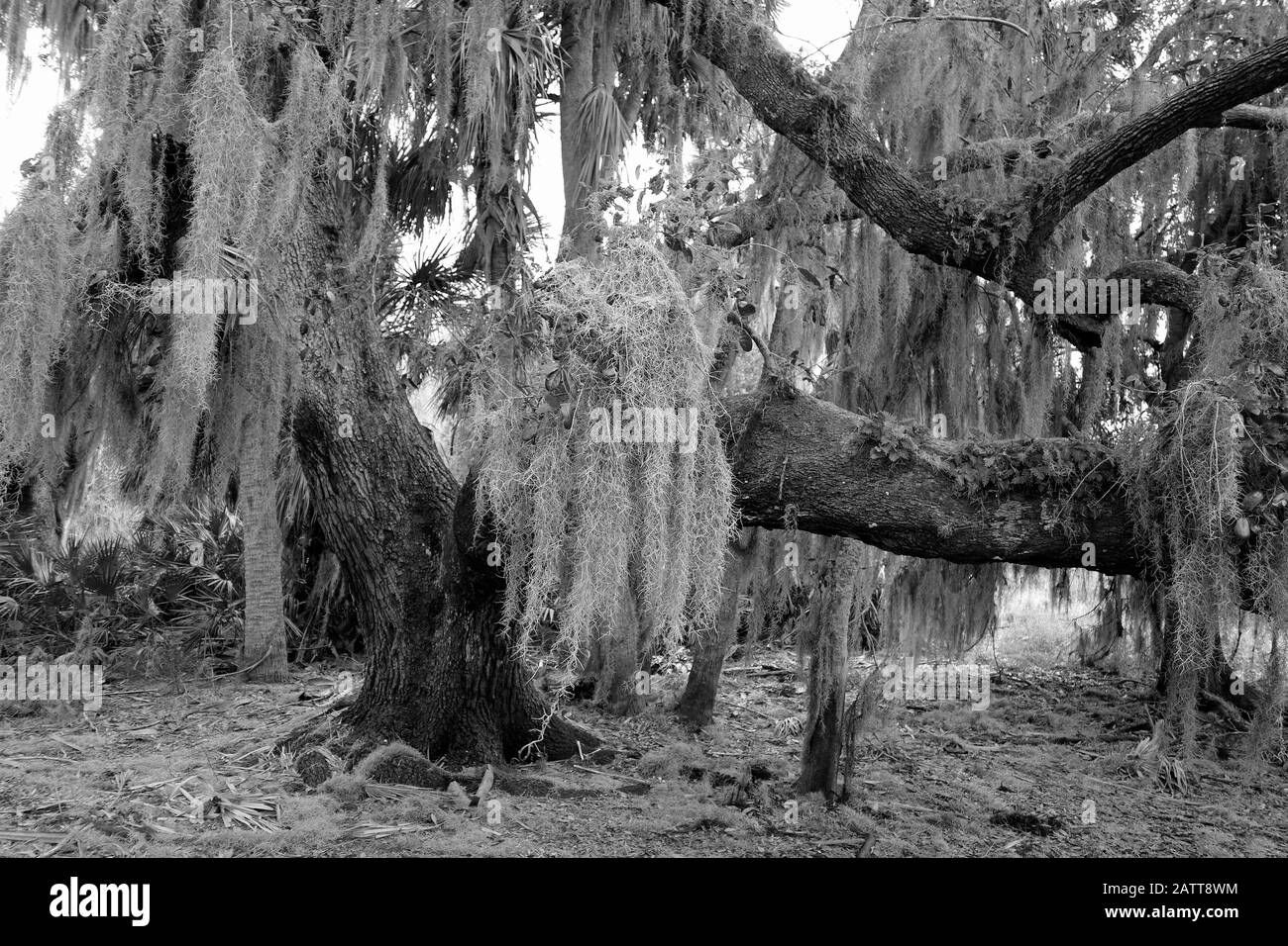 Southern Live Oak Tree und spanisches Moos im Myakka River State Park Florida, USA Stockfoto