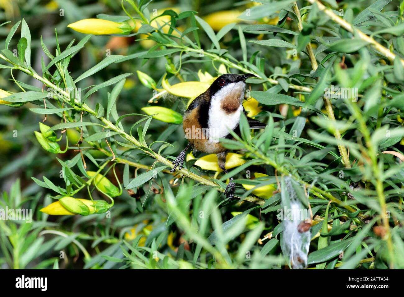 Östliche Spinebill Stockfoto