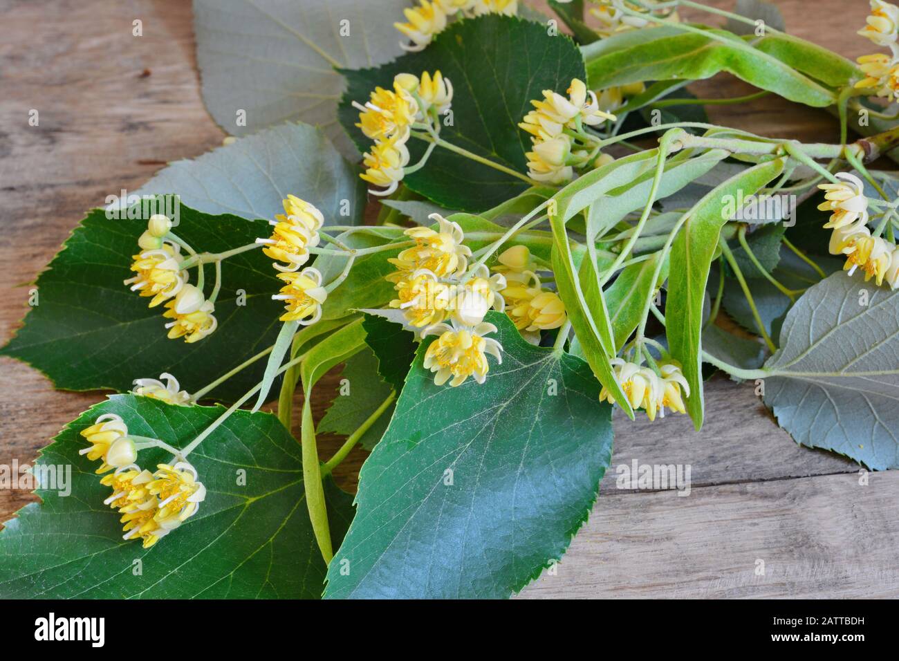Linden blüht auf dem Holztisch. Stockfoto
