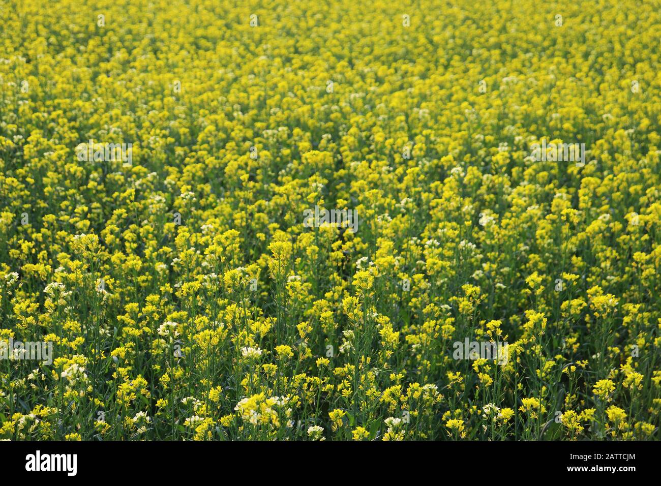 Senfkorn Baum Fotos Und Bildmaterial In Hoher Aufl sung Alamy senfkorn-baum-fotos-und-bildmaterial-in-hoher-aufl-sung-alamy