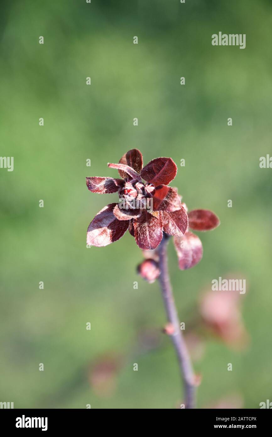 Rote Blätter mit Blumenknospen, blutiger Hintergrund Stockfoto