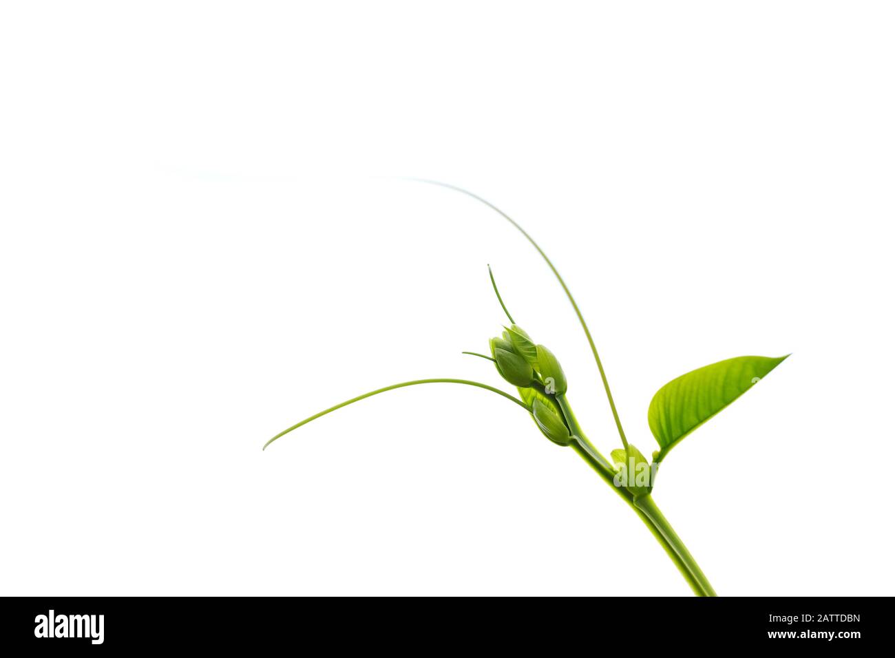 Zarte Rillen, ornamentales Blumendetail mit grünen Blättern. Stockfoto
