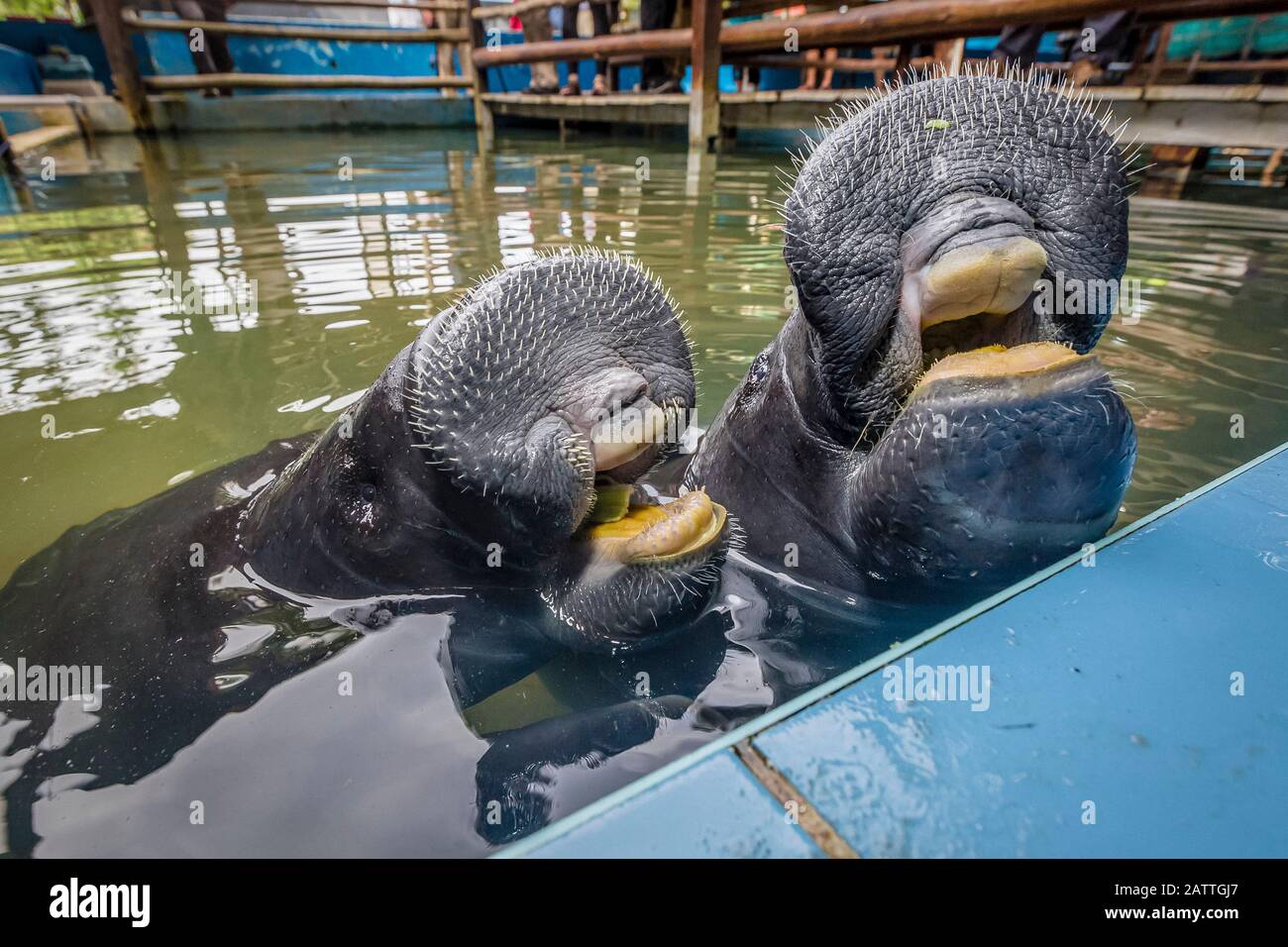 Captive Amazonas Seekuh, Trichechus inunguis, Leiter Detail am Manatee Rescue Center, Iquitos, Loreto, Peru Stockfoto