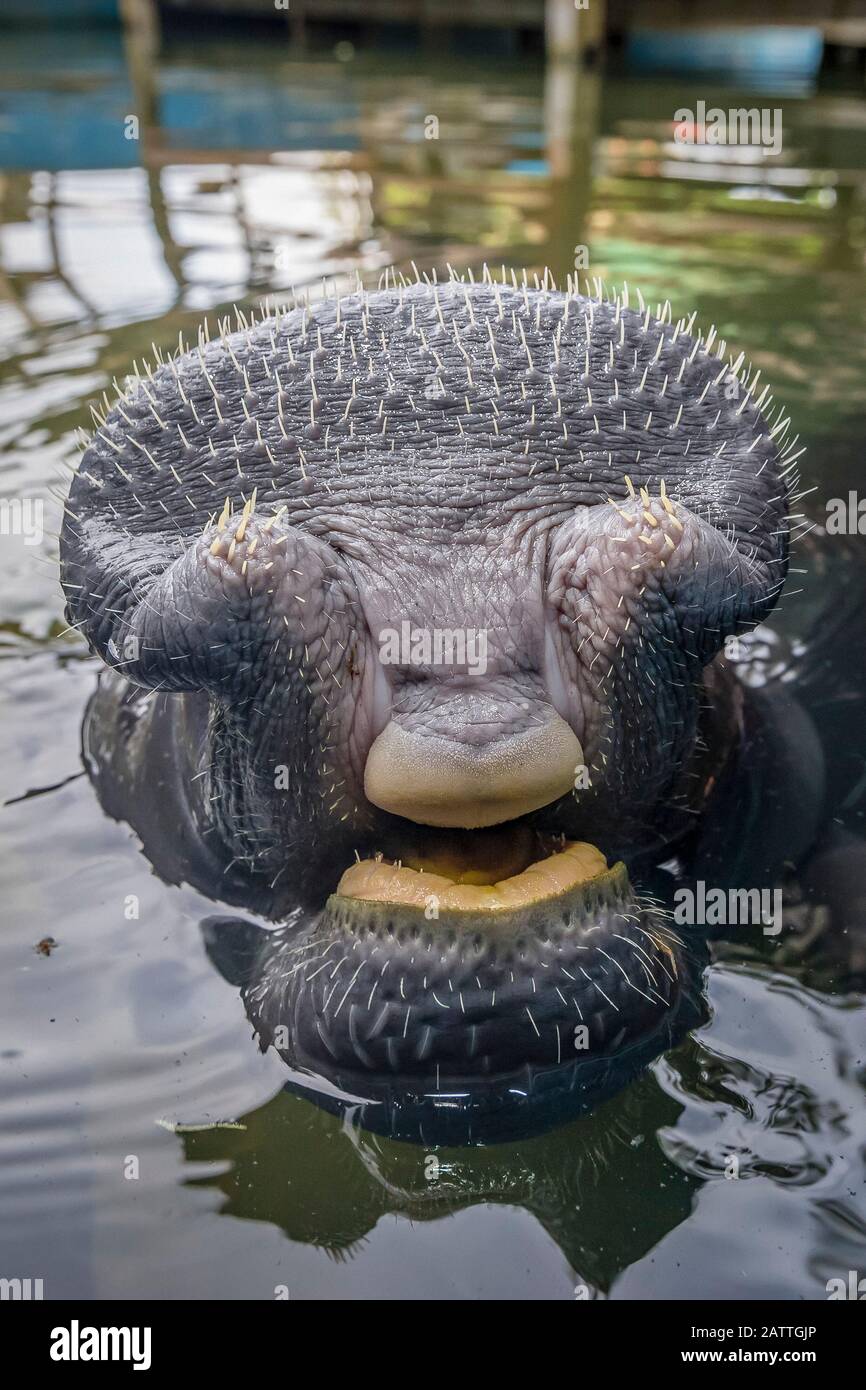 Captive Amazonas Seekuh, Trichechus inunguis, Leiter Detail am Manatee Rescue Center, Iquitos, Loreto, Peru Stockfoto