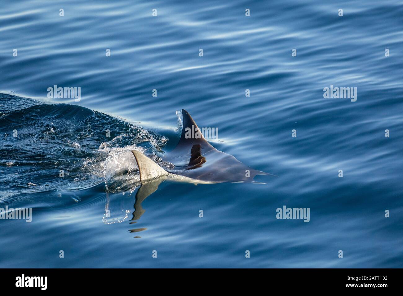 Die Erwachsenen Munk mobula Ray, Mobula munkiana, Schwimmen in der Nähe von Isla Danzante, Baja California Sur, Mexiko. Stockfoto