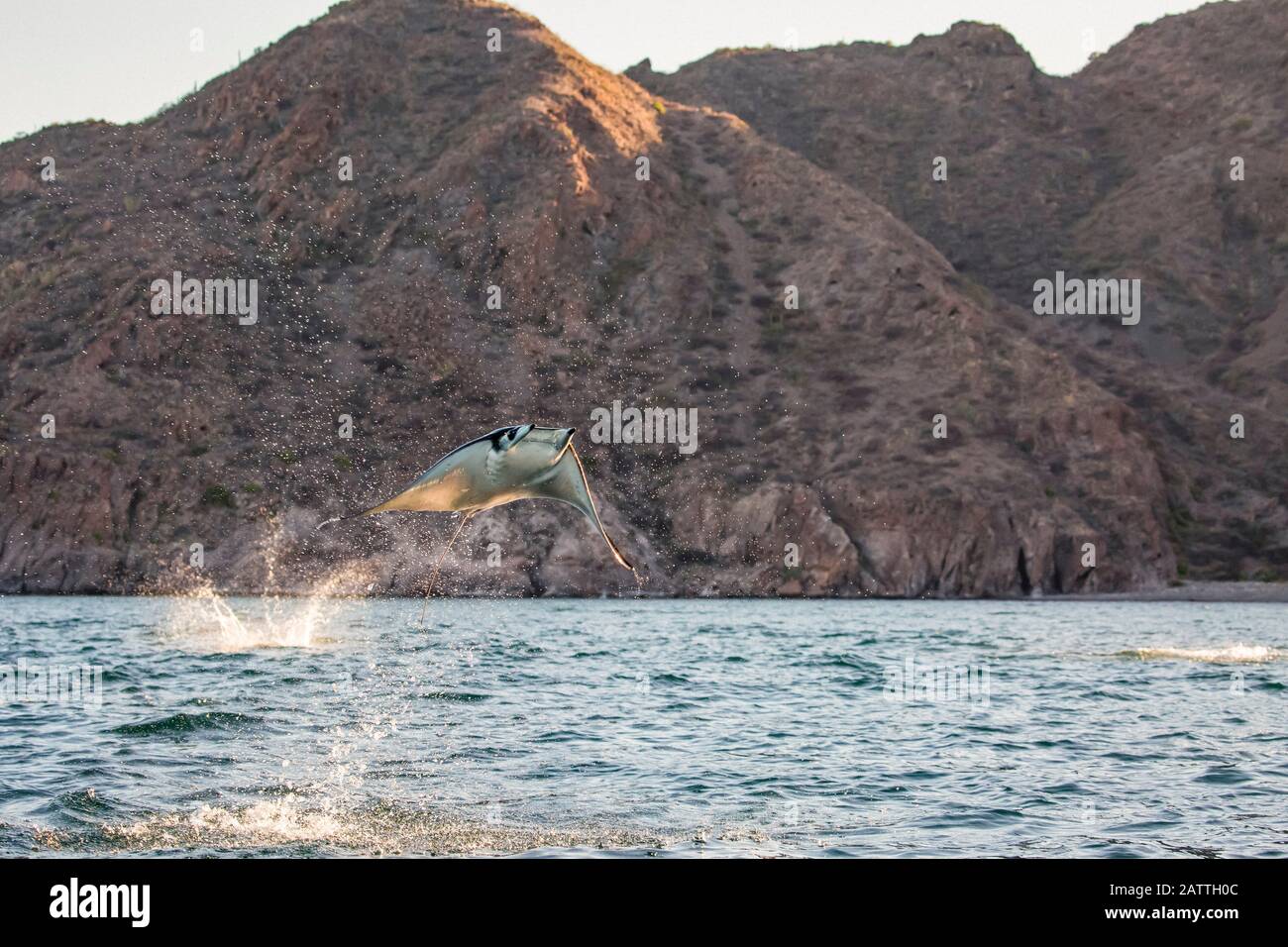 Die Erwachsenen Munk mobula Ray, Mobula munkiana, Springen in der Nähe von Isla Danzante, Baja California Sur, Mexiko. Stockfoto