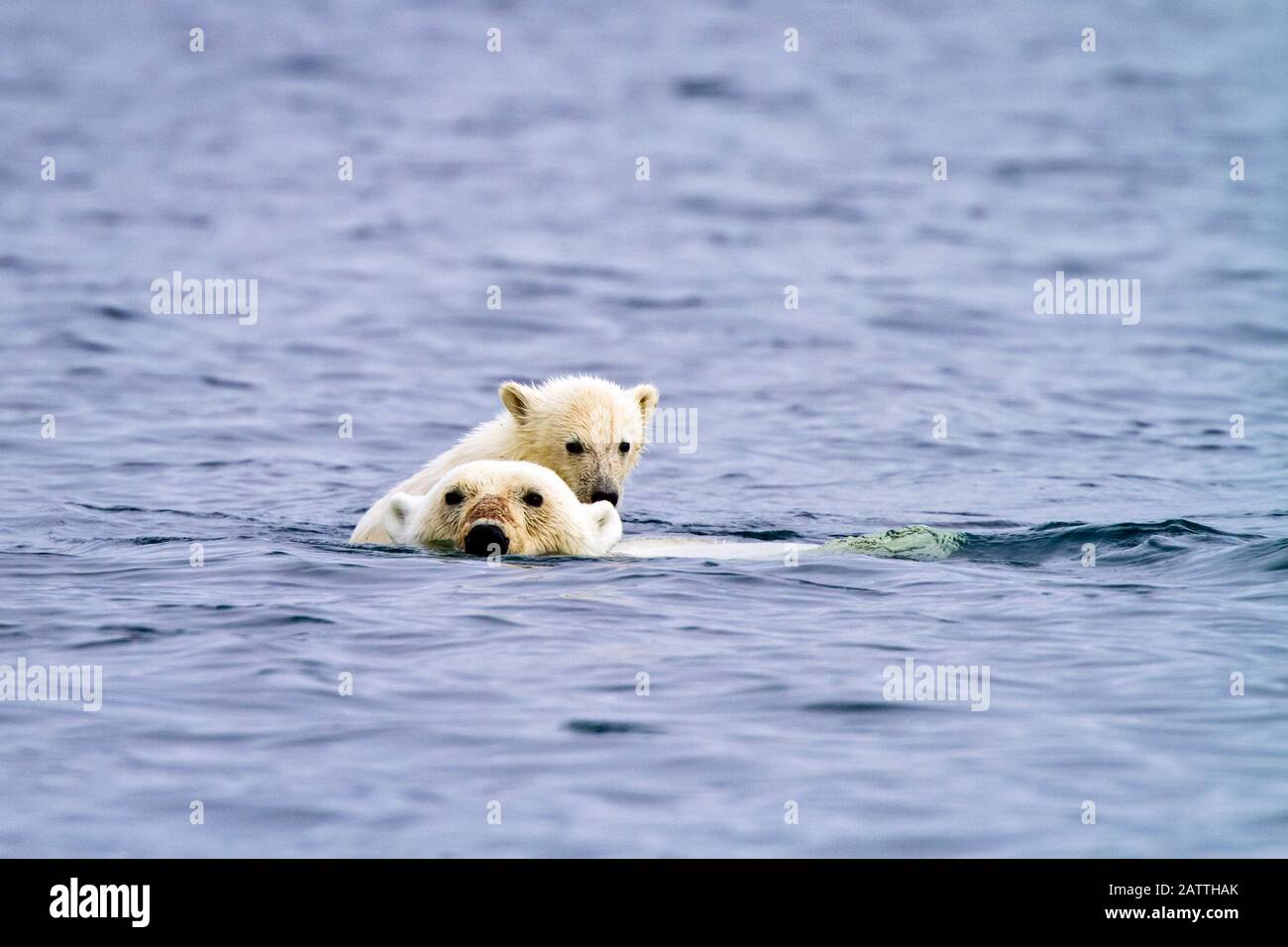 Mutter Eisbären, Ursus maritimus, schwimmt mit COY, Jungtier des Jahres, auf dem Rücken und bekommt eine kostenlose Fahrt in Holmabukta an der Nordwestküste von Spitsberge Stockfoto