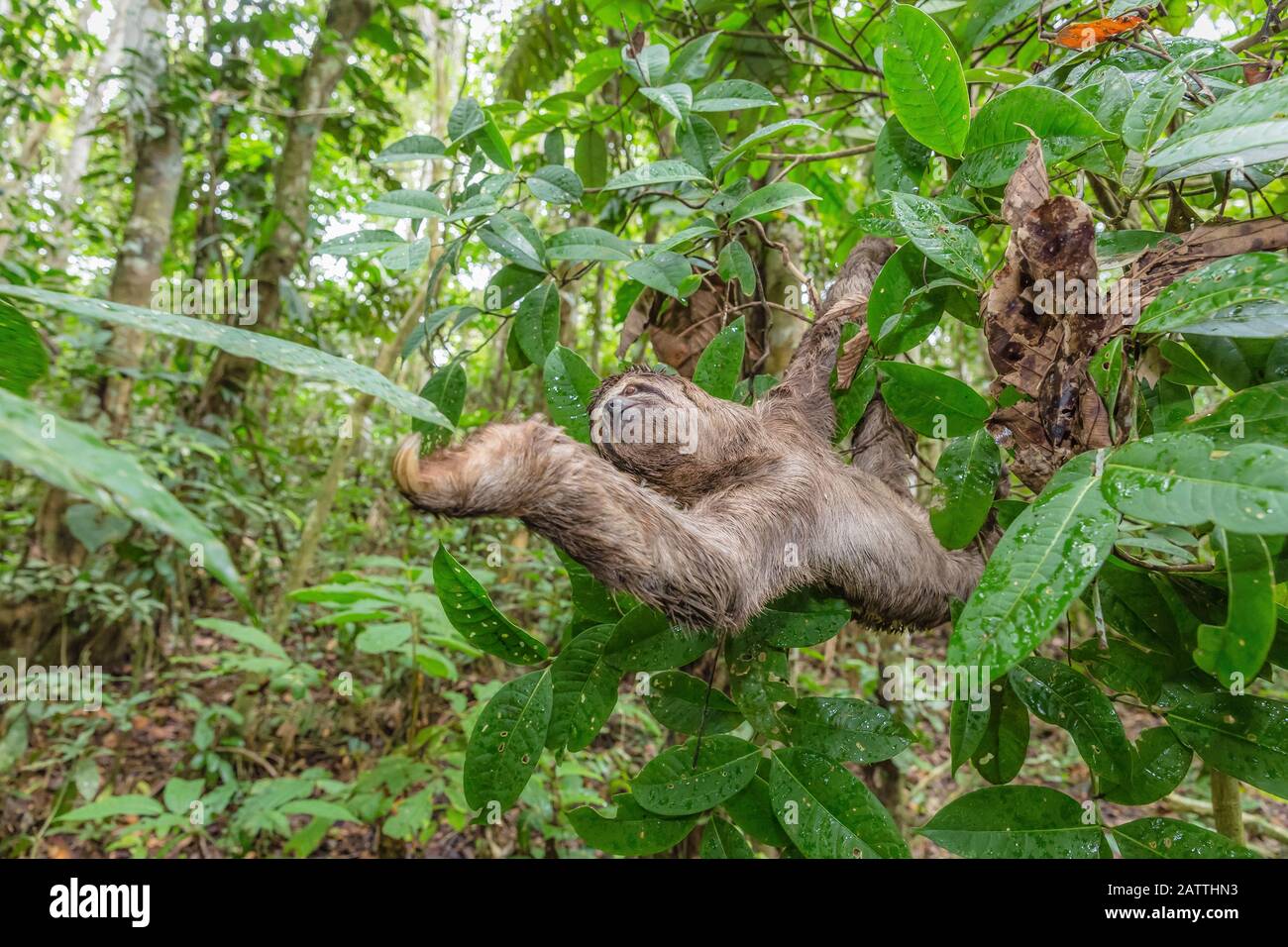 Braunkehlige Faultiere, Bradypus variegatus, Landungszwanglose, Amazonasbecken, Loreto, Peru, Südamerika Stockfoto