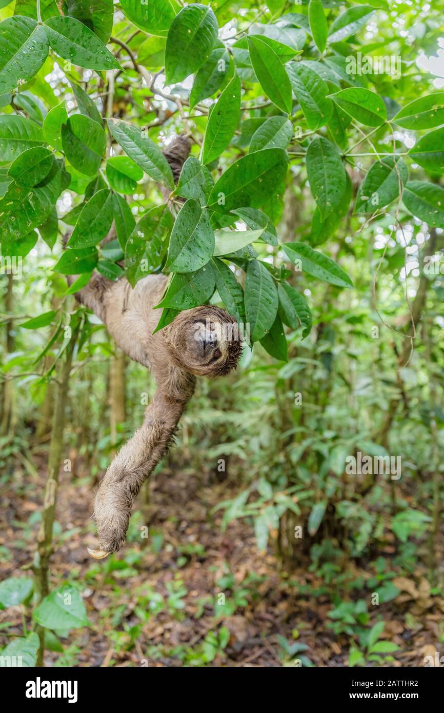 Braunkehlige Faultiere, Bradypus variegatus, Landungszwanglose, Amazonasbecken, Loreto, Peru, Südamerika Stockfoto