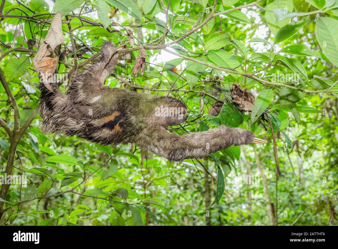 Braunkehlige Faultiere, Bradypus variegatus, Landungszwanglose, Amazonasbecken, Loreto, Peru, Südamerika Stockfoto