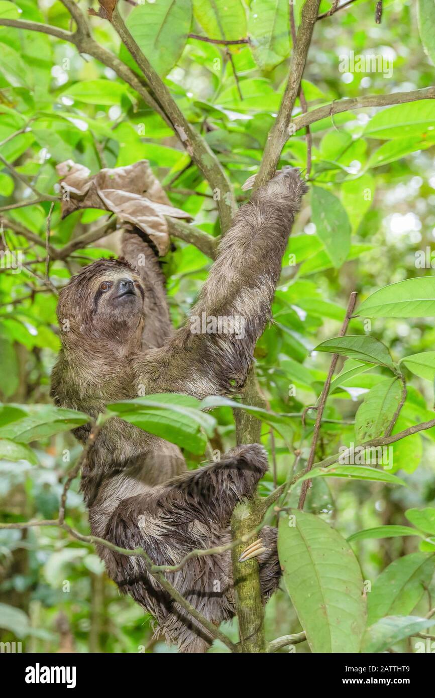 Braunkehlige Faultiere, Bradypus variegatus, Landungszwanglose, Amazonasbecken, Loreto, Peru, Südamerika Stockfoto