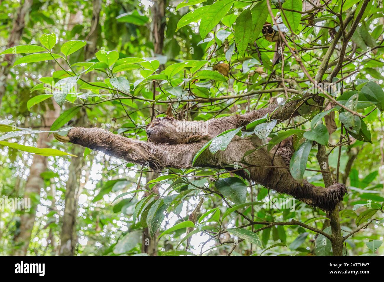 Braunkehlige Faultiere, Bradypus variegatus, Landungszwanglose, Amazonasbecken, Loreto, Peru, Südamerika Stockfoto