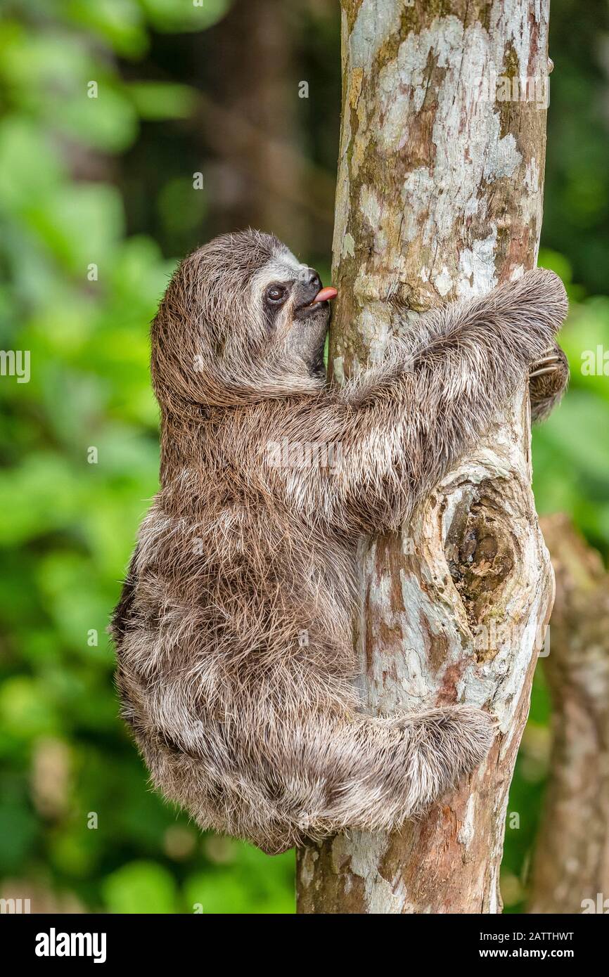 Braunkehlige Faultiere, Bradypus variegatus, Loreto, Peru, Südamerika Stockfoto