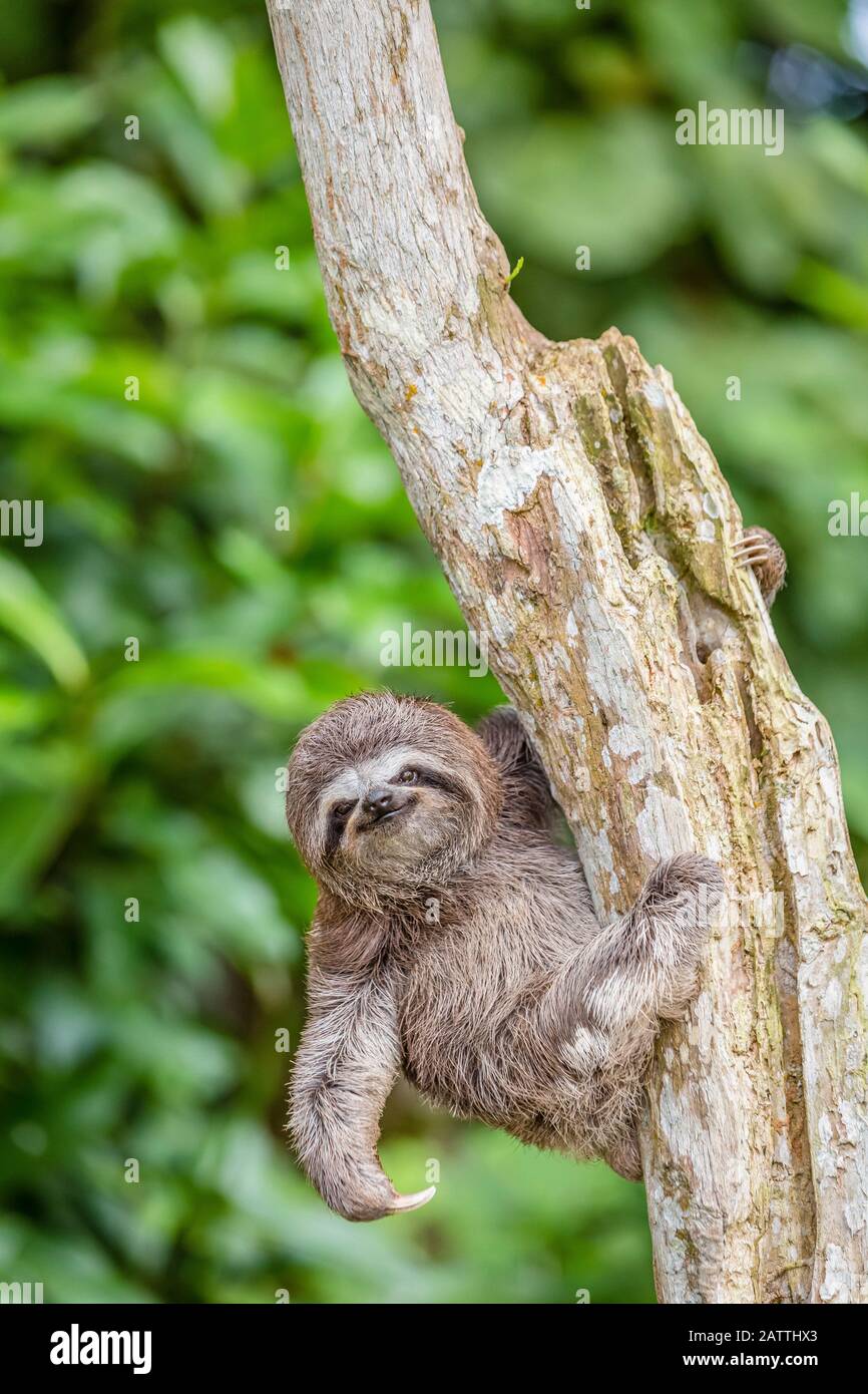 Braunkehlige Faultiere, Bradypus variegatus, Loreto, Peru, Südamerika Stockfoto