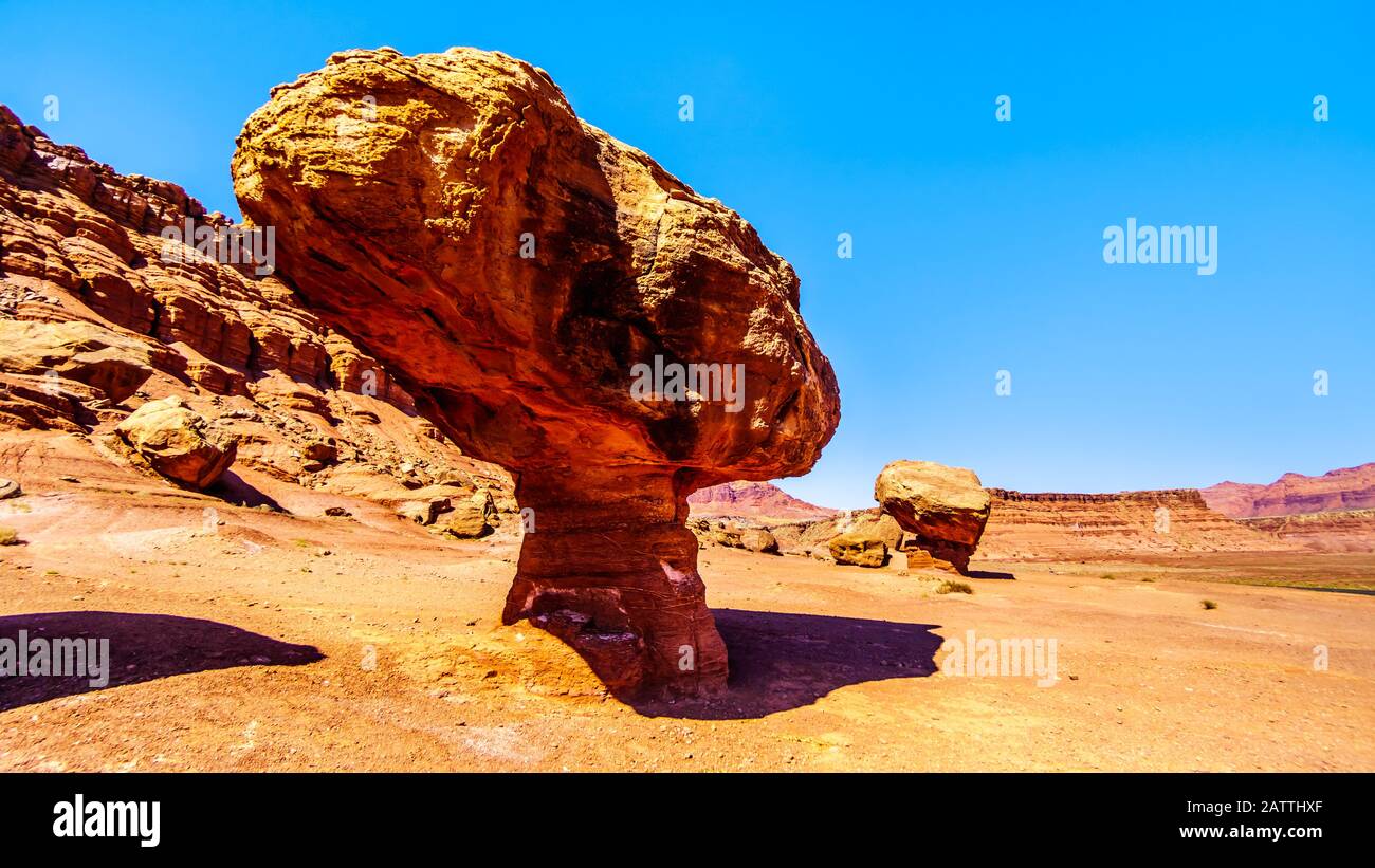 Großer Toadstool Aus Balanced Rock in der Nähe von Lee's Ferry im Glen Canyon National Recreation Area an den Vermilion Cliffs und Marble Canyon in der Nähe von Page, Arizona, USA Stockfoto