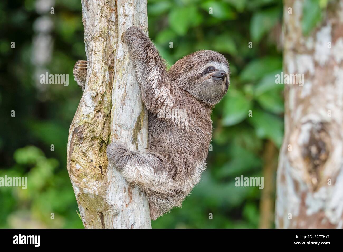 Braunkehlige Faultiere, Bradypus variegatus, Loreto, Peru, Südamerika Stockfoto