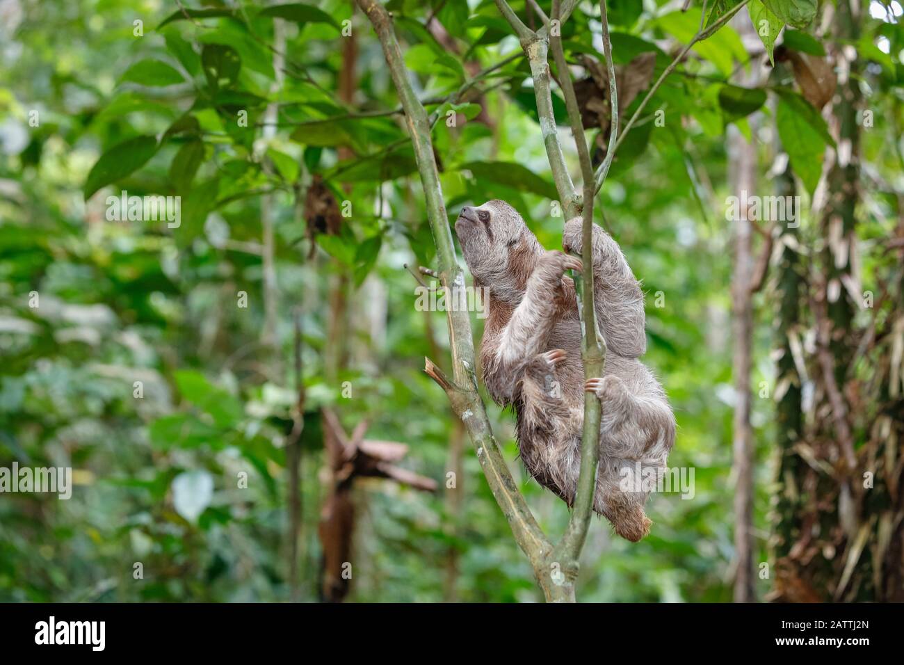 Braunkehlige Faultiere, Bradypus variegatus, Landungszwanglose, Amazonasbecken, Loreto, Peru, Südamerika Stockfoto