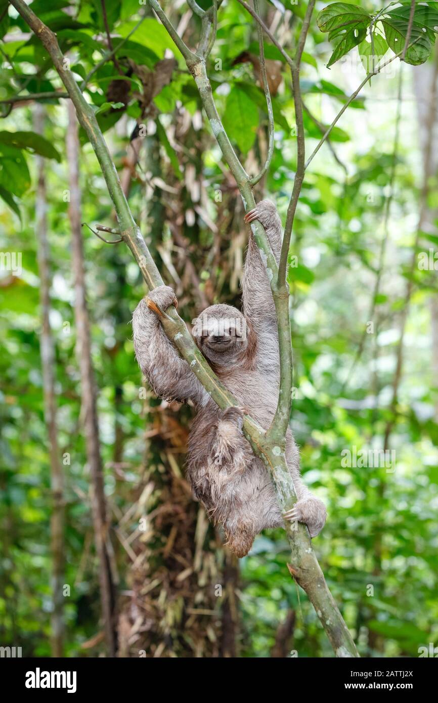 Braunkehlige Faultiere, Bradypus variegatus, Landungszwanglose, Amazonasbecken, Loreto, Peru, Südamerika Stockfoto