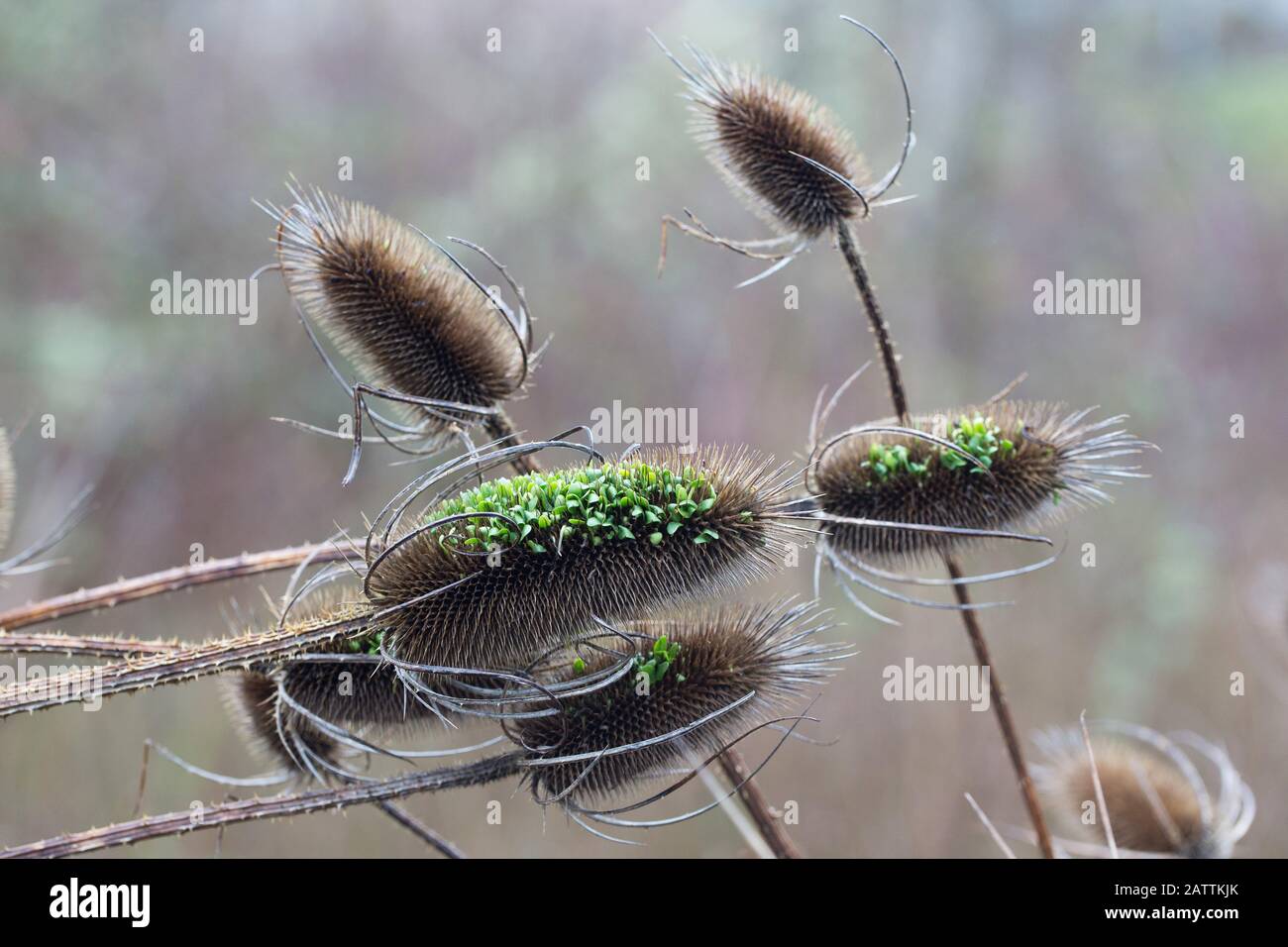 Samen von Dipsacus fullonum, alias Teasel, sprießen innerhalb des Seedhefs. Stockfoto