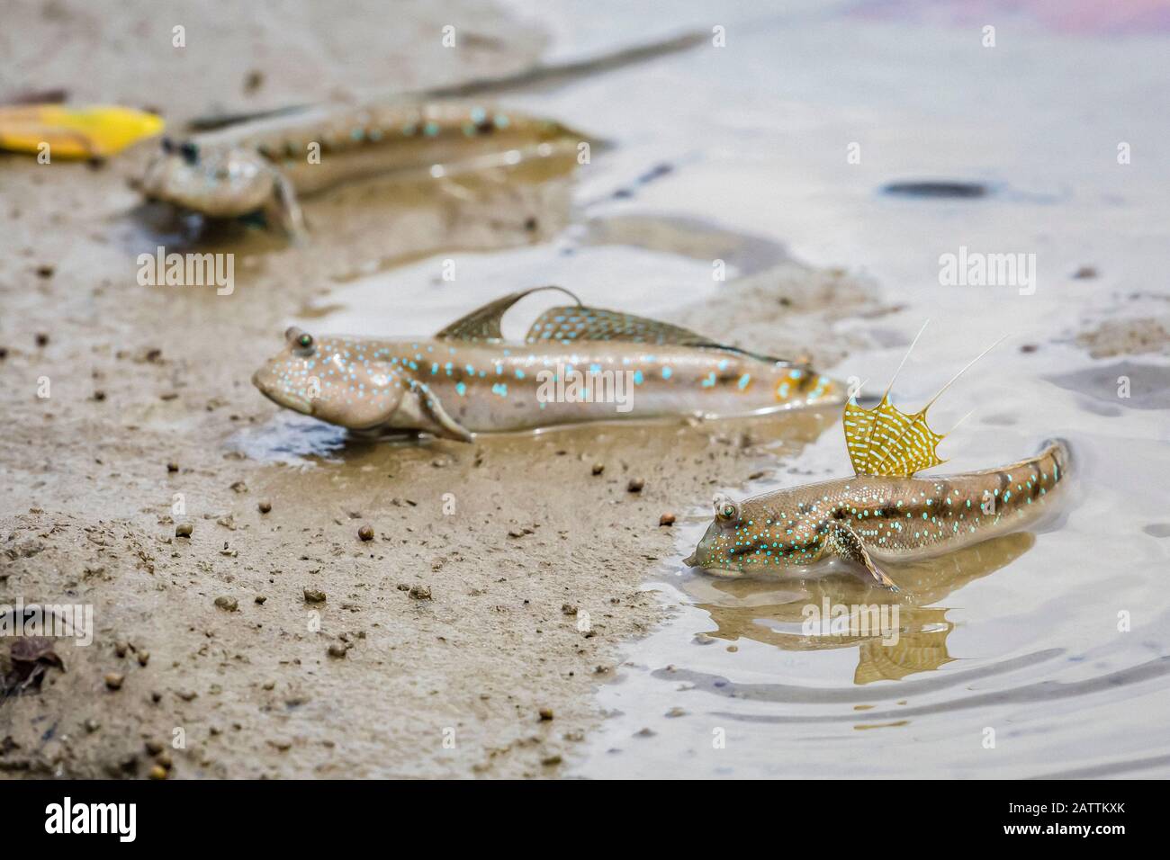 Blau gefleckter Schladskipper oder Boddarts Brille-äugiger Koby, Boleophthalmus boddarti, Erwachsene, Territorialanzeige bei Ebbe, Bako-Nationalpark, Kuching D Stockfoto