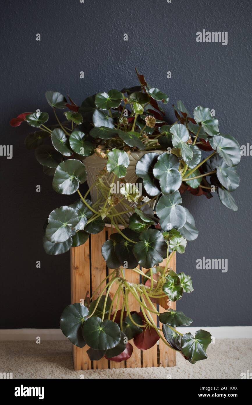Begonia Erythrophylla (beefsteak begonia) Hauspflanze. Stockfoto