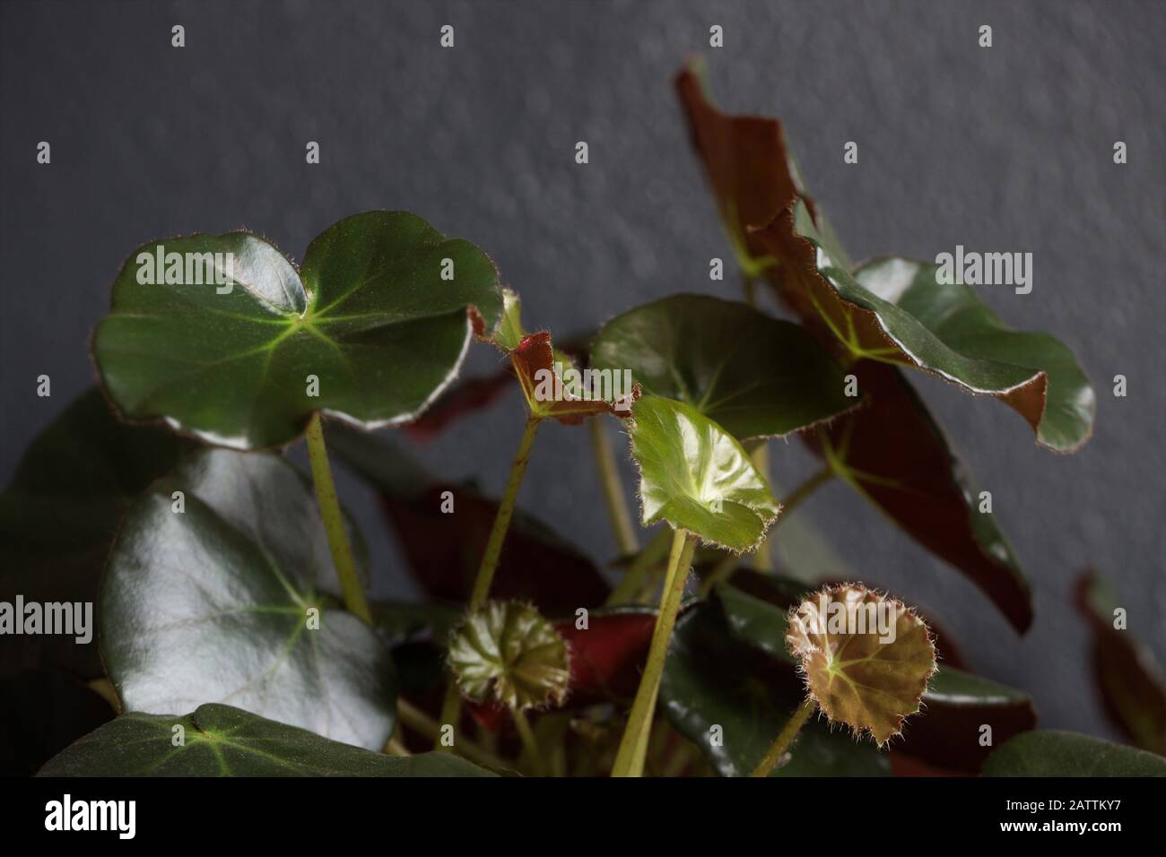 Begonia Erythrophylla (beefsteak begonia) Hauspflanze. Stockfoto