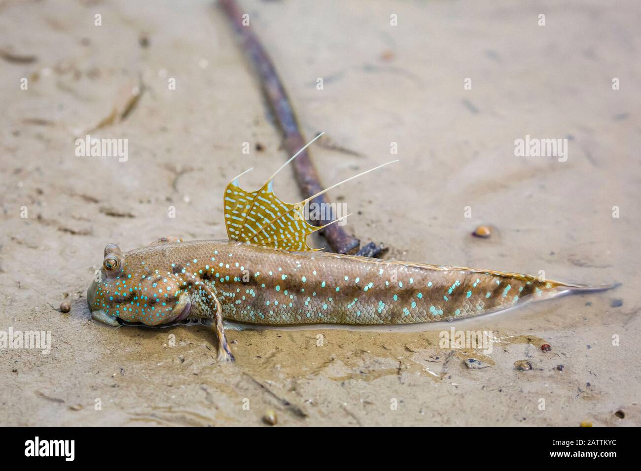 Blau gefleckter Schladskipper oder Boddarts Brille-äugiger Koby, Boleophthalmus boddarti, Erwachsene, Territorialanzeige bei Ebbe, Bako-Nationalpark, Kuching D Stockfoto