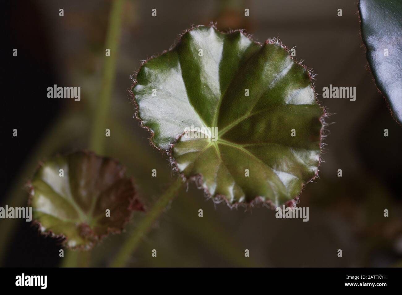 Begonia Erythrophylla (beefsteak begonia) Hauspflanze. Stockfoto