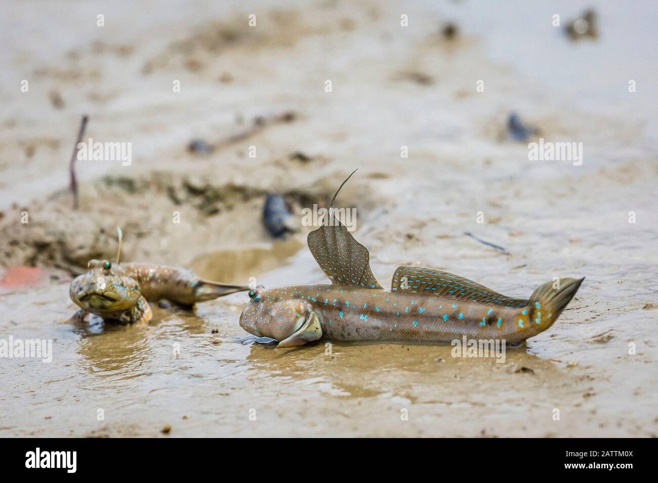 Blau gefleckter Schladskipper oder Boddarts Brille-äugiger Koby, Boleophthalmus boddarti, Erwachsene, Territorialanzeige bei Ebbe, Bako-Nationalpark, Kuching D Stockfoto