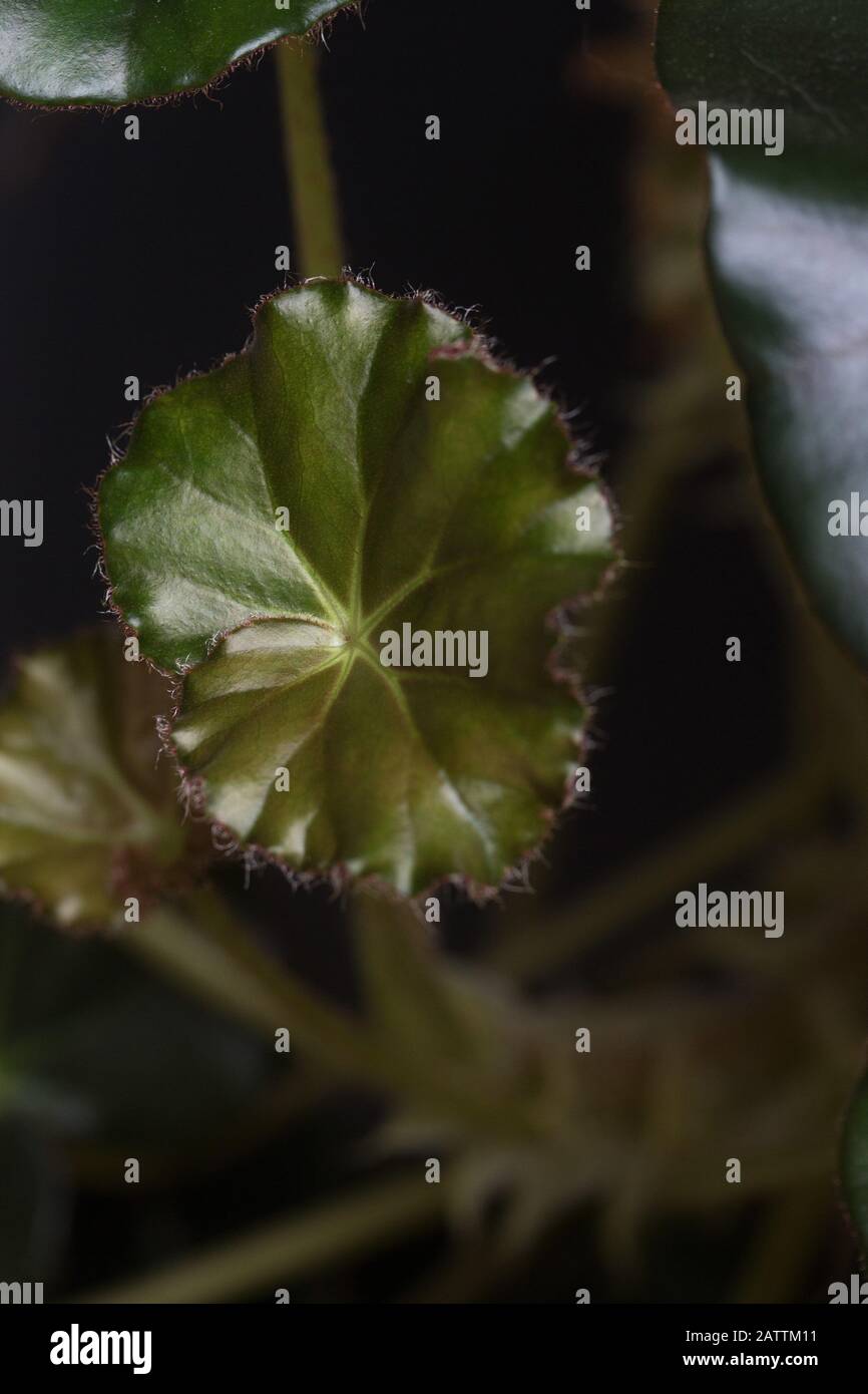 Begonia Erythrophylla (beefsteak begonia) Hauspflanze. Stockfoto
