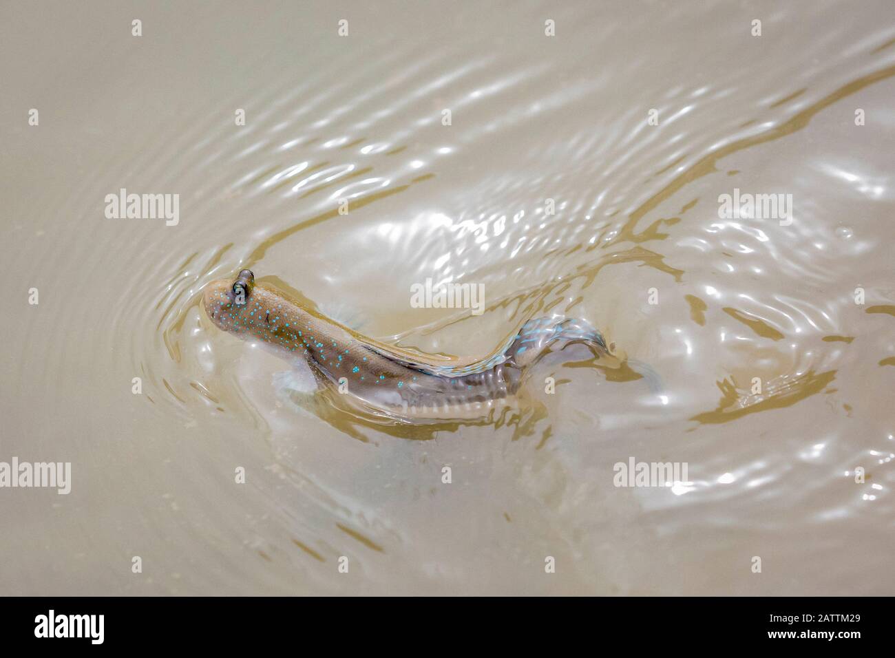 Blau gefleckter Schladskipper oder Boddarts Brille-äugiger Koby, Boleophthalmus boddarti, Erwachsener, Schwimmen bei Ebbe, Bako-Nationalpark, Kuching Division, Sa Stockfoto