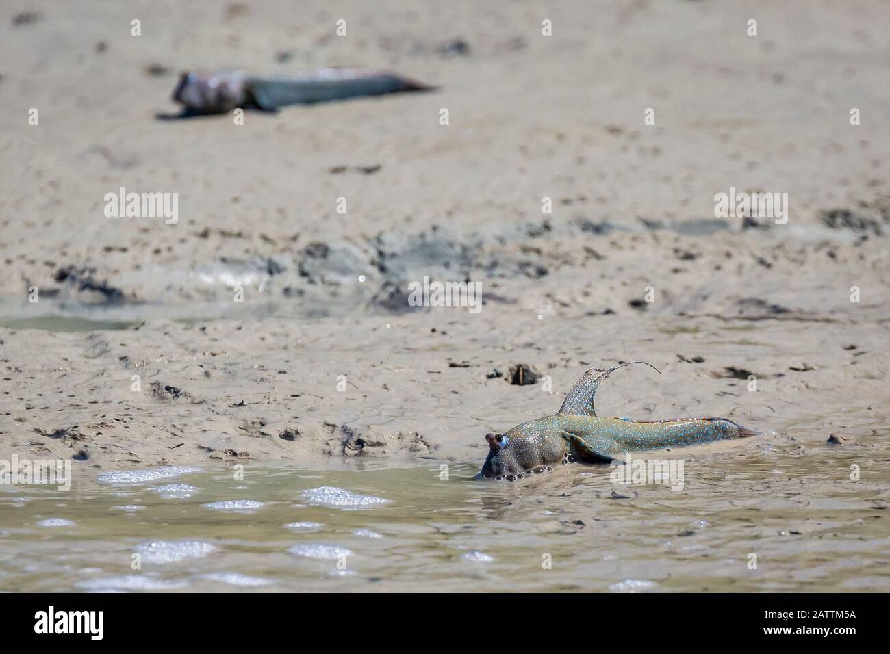 Bluespotted mudskipper, Boleophthalmus caeruleomaculatus, Erwachsene, männlich, Flossen zu anderen Männern erheben, ihre Territorien verteidigen und/oder Potentia umwerben Stockfoto