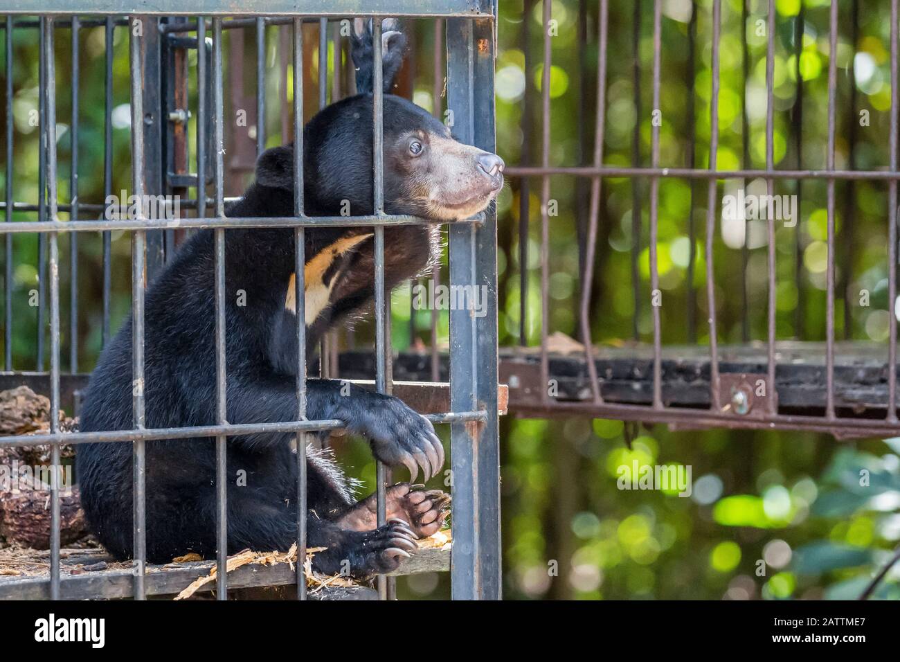 Ein junger Sonnenbär, Helarctos malayanus, gerettet und aus dem Haustierhandel konfisziert, Camp Leakey, Tanjung Muting National Park, Kalimantan oder Borneo, Ind Stockfoto