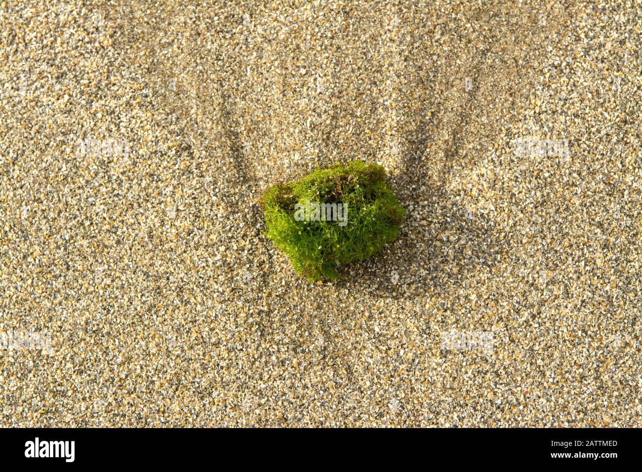 Kleiner Meeresalgenball, der am Strand verwaschen wurde Stockfoto